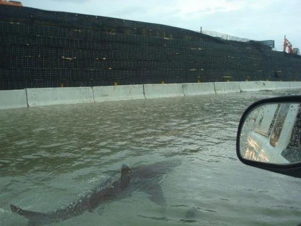 nternet zerinde elden ele dolaan bir ok fotorafn gereklii tartma konusu oluyor. New Jersey'in Brigantine yerlekesinde ekilen bir fotorafta kpekbalnn bir evin nnde yzd grld. Sularn karaya yrmesi ile okyanustan geldii tahmin edilen kpekbalnn fotoraf twitter'da Sandy kasrgasna ait en fazla paylalan dosya oldu. Ancak bu fotoraf bir kasrgaya ait olmakla birlikte bu fotoraf 2011'deki Irene Kasrgas'nda ekilmiti...