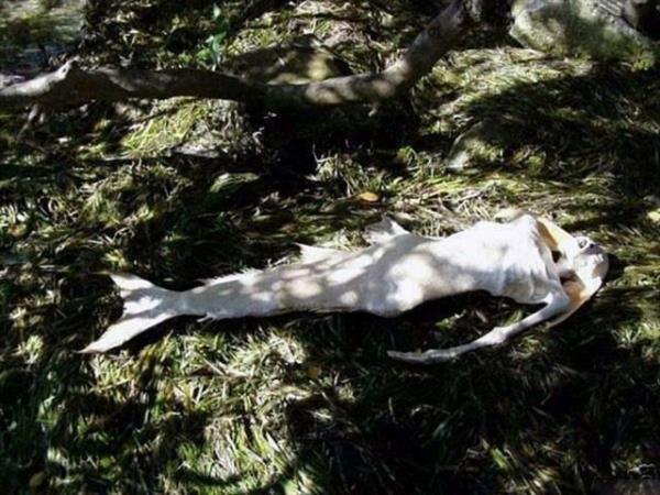 Bir "deniz kz"nn cesedi sahile vurdu: SAHTE