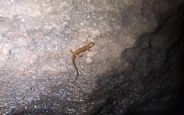 ok sayda kii maarann sra d bir yapya sahip olduu yorumlarnda bulundu.