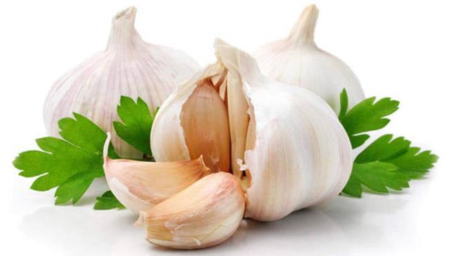 SARIMSAK    Bu gl besin souk algnlyla mcadelede yardmc, ayrca antibiyotik zellii gsteren ve gl bir antioksidan olan allisin maddesini ieriyor. Advances in Therapy'de yaymlanan bir almaya gre de sarmsak takviyesi alan kiilerin almayanlara kyasla 4 ay boyunca daha az souk algnl yaad ortaya kondu. Sarmsaktan maksimum ekilde fayda alabilmek ve bileii aktive edebilmek iin kullanlabilir hale getirdikten sonra birka dakika bekletmelisiniz.