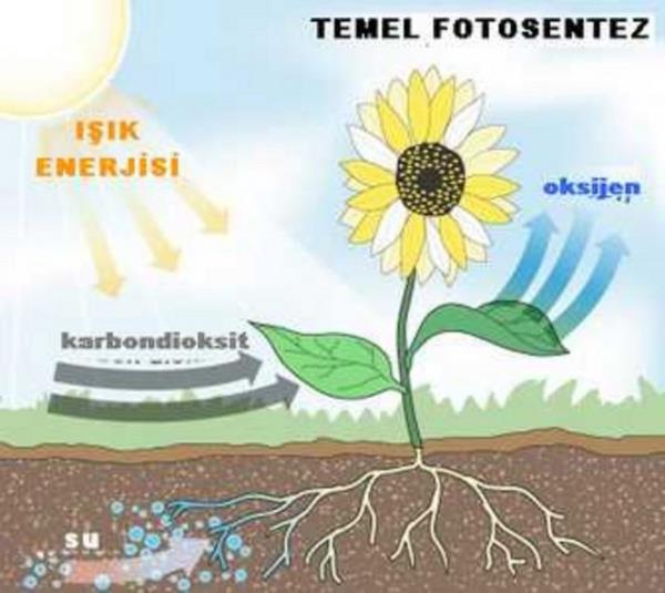 Fotosentez nedir? Foto�raflay�p sentezlemek olay�na fotosentez denir. (Or�un lise 1. s�n�f)