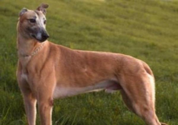 Kpeklerin ter bezleri ayaklarndadr...