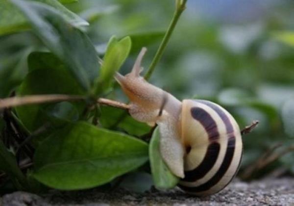 Smkl bceklerin drt tane burnu vardr...