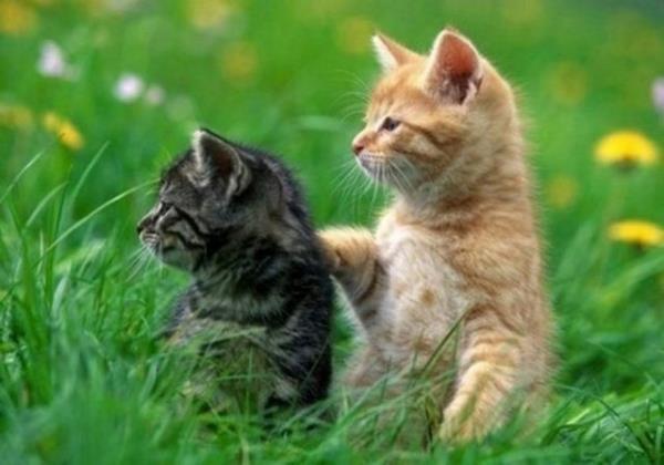 Kedilerin her bir kulanda 32 adale vardr...