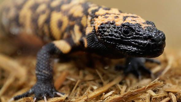 Nostradamus'un insanlarn hayvanlarla konuabilmesini salayacak ilgin bir kehaneti de bulunuyor.