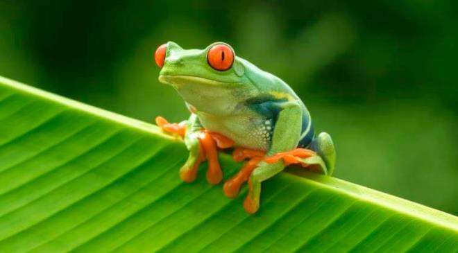 Efsane: Kurbaalara dokunmak siil oluturur    Gerek: Siiller insan vcudunda oluan papillom virsnden kaynaklanan iyi huylu tmrlerdir. Onlar yalnzca halka ak yerlerden veya siilli insanlardan kapabilirsiniz.
