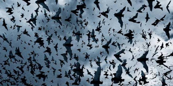 Efsane: Yarasalar krdr    Gerek: Yarasalar yerleri tespit etmek iin seslerinin yanklarna gre hareket ederler ancak belirli klar altnda gece grlerini de kullanrlar.