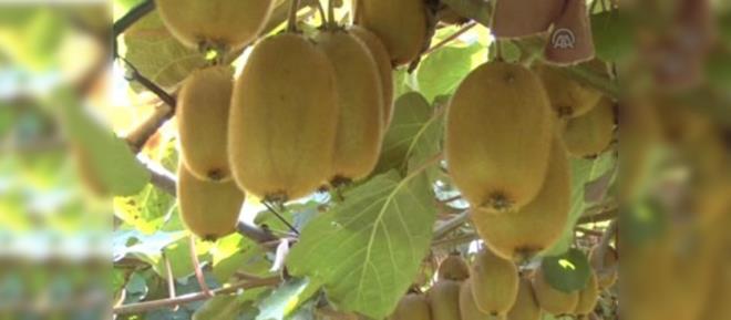 - Kanszla ve mide rahatszlklarna iyi gelir.    - Yalanmann ciltteki belirtilerini azaltr.