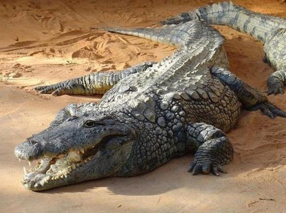 Doru mu yanl m?    Timsah kovalamas durumunda zikzak yaparak kamak daha etkilidir.