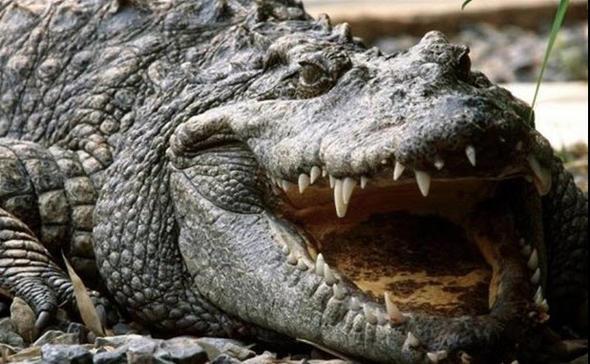 Doru mu yanl m?    Timsahlar karada ok nadir avlanrlar.