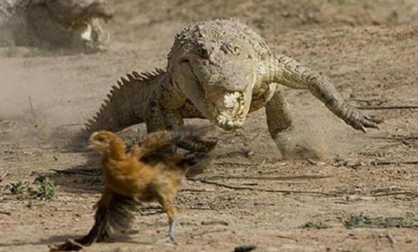 Doru mu yanl m?    Ortalama bir timsahn karadaki maksimum hz saatte 15 km civarndadr.