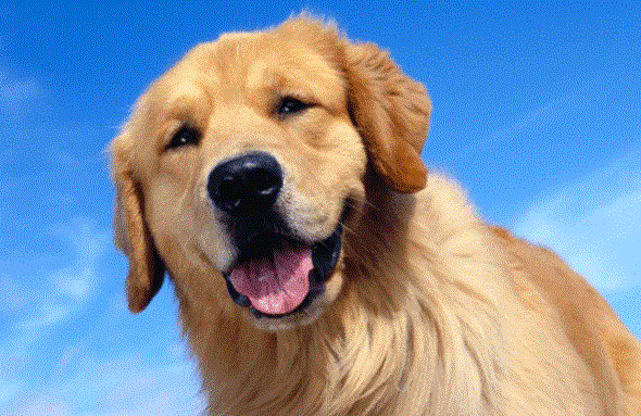 Doru mu yanl m?    Kpekler salya aktarak terler.