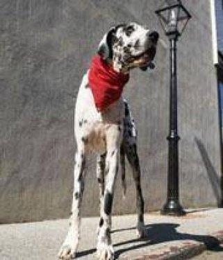 Dnyann en uzun kpei. Yaayan en uzun boylu kpek ise 107 santimetrelik boyuyla Gibson oldu.