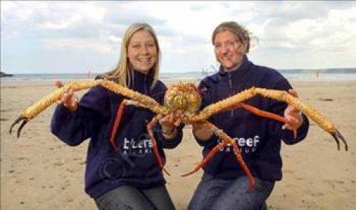 Dnya'nn en byk yengeci.