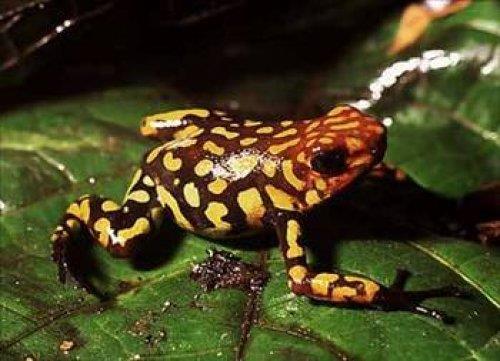 Dnyann en zehirli hayvan: Kokoi ok kurbaas. Zehirinin sadece 0,0001 gram insann dengesini altst edebilecei ve insann lmne yol aabilecei saptanmtr.