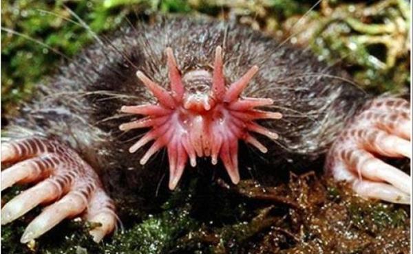 YILDIZ BURUNLU KSTEBEK