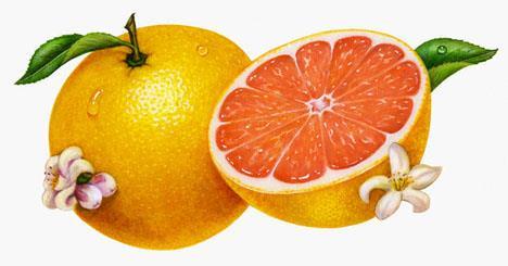 Greyfurt Yemekten nce yarm greyfurt yiyerek ya da bir bardak taze sklm greyfurt suyu ierek baka bir nlem almadan  ayda 1.5 kilo verilebildii ortaya kt. Greyfurtun iindeki fitokimyasallar inslin seviyelerini drerek itah azaltyor.