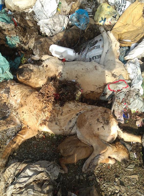 ISPARTA&#8217;nn arkikaraaa ilesine bal arksaraylar kasabasndaki p depolama alannda 30 Aralk 2018 tarihinde 30&#8217;dan fazla kpek ls bulundu. K dneminde plk alanlara sokak hayvanlar iin yiyecek brakan Isparta Hayvan Koruma (ISHAYKO) Dernei yeleri l kpekleri grnce Tarm ve Orman Mdrlne haber verdi.