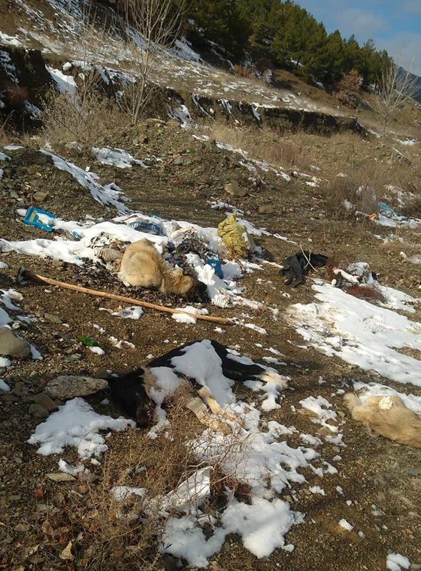 Durumun haber verilmesi zerine olay yerine giderek incelemelerde bulunan Tarm ve Orman Mdrl ekipleri hayvanlarn nasl ve neden ldklerinin belirlenmesi iin numune alarak laboratuvara gnderdi. Savclk tarafndan olayla ilgili soruturma balatld renildi.