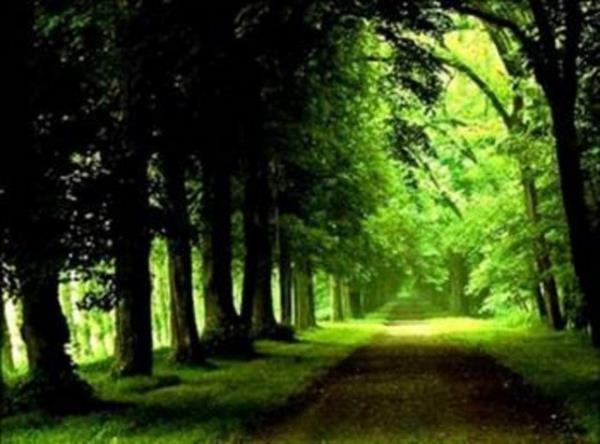 BELGRAD ORMANI: Ormann ad, Kanuni Sultan Sleyman dneminde kurulan Belgrad kynden gelmekte.