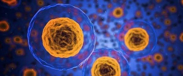 5. H�cre metabolizmas� kontrol� yitiriyor  Zamanla h�creler, ya� ve �eker gibi maddeleri i�leme kapasitelerini kaybediyor. H�crelerin al�nan besinleri d�zg�n bir �ekilde metabolize etme yetene�i ortadan kaybolunca, �eker hastal��� gibi hastal�klar ortaya ��kabiliyor. Daha ya�l� v�cutlar art�k yenilen her �eyi i�leyemiyor.