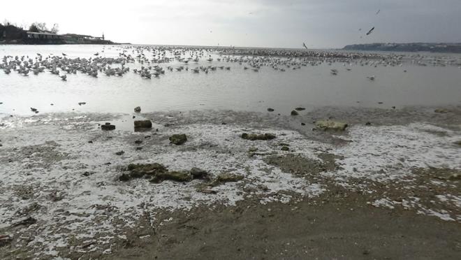 Deniz suyunun ekilmesiyle oluan adacklarda martlar renkli grntler oluturdu.