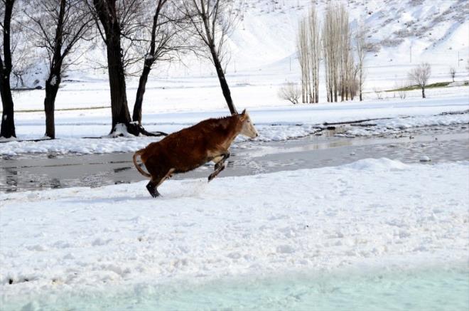 Ak kaplcada yzen manda ve atlar fotoraflar iin byk frsatlar sunuyor.