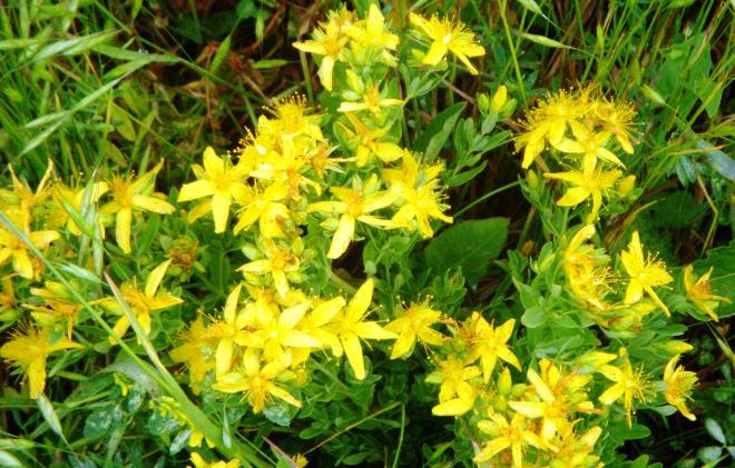 Sar kantaron:<br> Depresyonda olanlarn kulland sar kantaron gibi bitkisel ilalar, doktorun verdii haplarn etkisini azaltarak karacier enzimlerinizin deerlerini etkileyebilir. Bu da byk bir sorun demektir. Hangi bitkisel ila olursa olsun kullanmadan nce mutlaka doktorunuza danmanz gerekir.