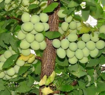 Ginkgo Biloba  <br>  Baz insanlar, yksek tansiyon, demans, kulak nlamas gibi problemleri gidermek iin Ginkgo Biloba adl bitkisel takviyeden yararlanabilir. Ancak bunun net olarak olumlu bir etkisinin olduunu kantlayan hibir aratrma yoktur. Aksine bitkisel takviyelerin gereinden fazla tketimi, mevcut kullandnz ilalarn etkilerini zayflatabilir..