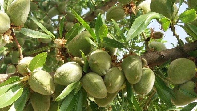 yi ve kt kolesteroln dengelenmesi iin badem olduka faydaldr.