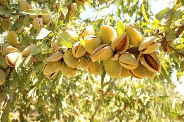 Riboflavin, manganez ve bakr ieren badem enerjinin artmasn salayarak kiinin daha aktif olmasna destek verir.