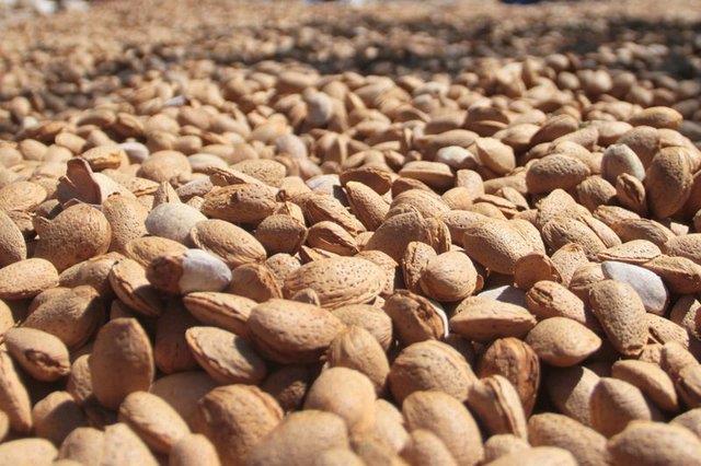 Alkali asndan zengin olan badem baklk sisteminin glenmesini salar. Vcuda giren salksz maddelerin atlmn salayan alkali ierii vcudu olas hastalklara kar korur.