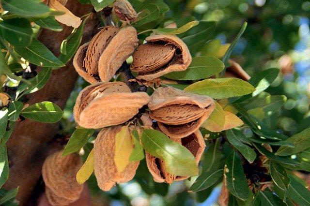 Yemeklerden sonra tketilen badem inslin ve glikozun artmasn engellemeye yardmc olur. Badem tketerek eker dzeyinizi salkl seviyede tutabilirsiniz.