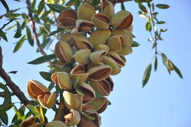 eriinde bulunan ya asitleri ve enzimler kalp ve damar hastalklardan korur.