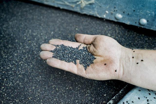 Kanola yanda bulunan erustik asitinin akcier kanserine neden olduu belirtiliyor. Dorudan trans ya asidi olan kanola yann bir dier zararl etkisi ise kan ve dolam sistemine verdii zarar. Uzmanlar kanola yandan retilen margarinlerden de uzak durulmas gerektiini sylyor.    Kanola yann yasakland dnemde ngiltere ve Avrupa'da bykba hayvanlarn yemlerinde kullanlm ve o dnem deli dana hastal ortaya kmtr...