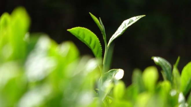 Dnyada, 'mparatorlarn ay' olarak bilinen, Trkiye'de ise 'Beyaz iksir' adyla kilosu 4 bin liradan 2 ay nce sata karlan beyaz ay, ksa srede tkendi.