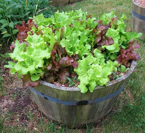 Marul<br>    Marul ekilirken tohumlar st ste gelmemelidir. Suyu ok seven marul sk sk sulanmaldr.