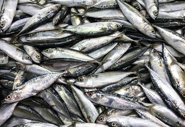 Gribi nlemek iin aada vermi olduumuz balk eitlerini tketebilirsiniz.<p>    Somon, sardalye, ton bal, ringa