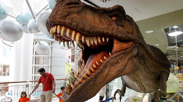 Copal milyonlarca yl iinde amber halini alyor.