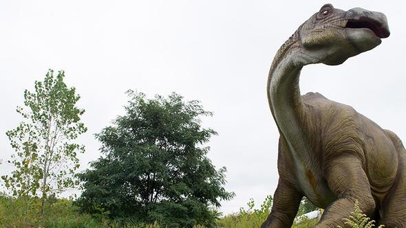 Baz aalar, bcek ve rmceklerin hareketsiz kalmasna sebep olan yapkan bir madde retiyor.