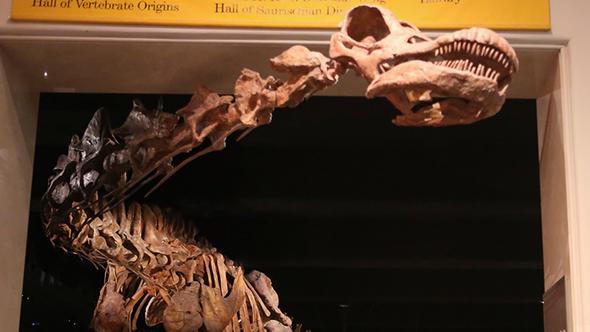 erisinde rmcek bulunan opal tann amber zellii tad da belirtildi.