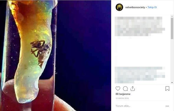 Yaklak 1 yl nce Endonezya'dan satn alnan opal ierisinde, son derece iyi korunmu bir bcein olduu fark edildi.