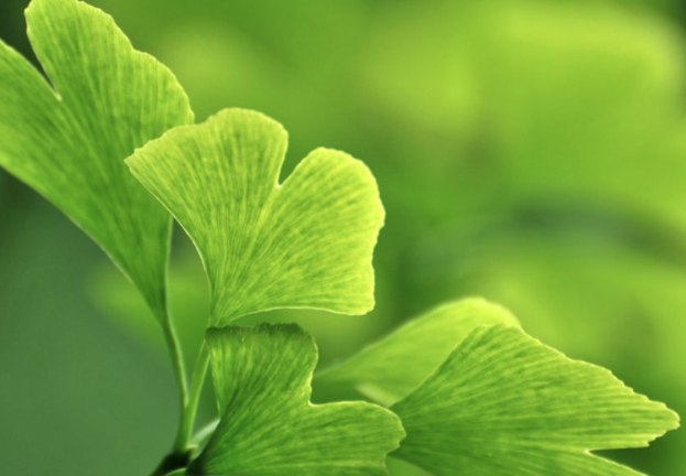 NE TAVSYE EDLR: "Yeil ay ieriindeki kafein nedeniyle zihinsel alglamay artrr. K yorgunluunun hafifletilmesinde GinkgoBloba stresi azaltan, canllk ve enerji veren zellii nedeniyle tercih edilebilir. zellikle akam yemeinden sonra bir bardak papatya ay imek gnn gerginlii almasnn yannda, hem sindirimi kolaylatrr hem de yorgunluunun giderilmesini destekler.