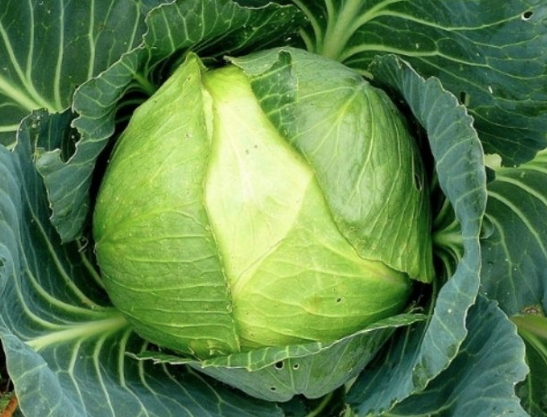 Serotoninin, mide barsak ve sindirim sisteminin doru alabilmesi iin nemli olduunu syleyen Do. Dr. Hakan Terekeci, en byk destein doru beslenme olduunu hatrlatarak, aadaki besinleri tketmemizi nerdi: