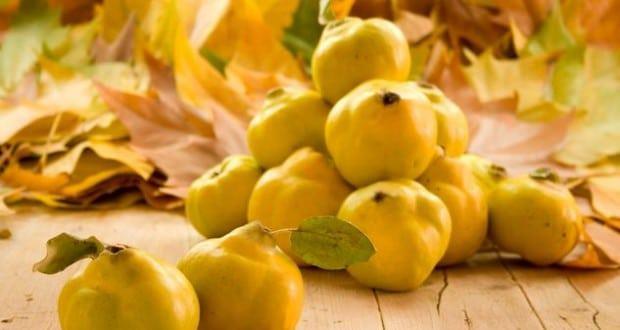 Yapl ve Uygulan:  <br>  Ayva ekirdei ve yapraklar bir kasede tahta kak ile kartrn. Karmn azn kapatp karanlk yerde 1 gece boyunca bekletin. Gl suyunu ve limon kabuunu karmn iine ekleyip yarm saat dinlendirin.  <br>    Karm gz evrenizin dnda tm yznze uygulayn. 15 dakika bekletip, lk su ile temizleyin.  <br>  NOT :Karm 2 hafta sonra tekrar uygulayp, sonrasnda mutlaka nemlendirici srn.