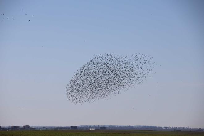 Mardin Ovas&#8217;nda srck kular, gkyzndeki danslaryla adeta grsel len sundu.