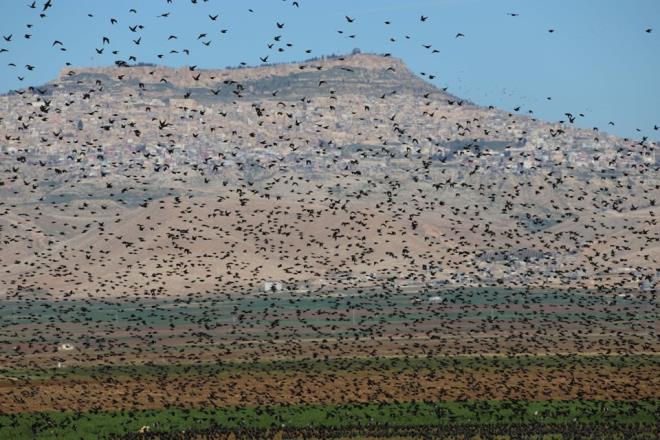 Kularn oluturduu ekiller, zaman zaman ayrlp tekrar birlemeleri ve ekimi yaplan tarlalara birden konup kalkmalar ilgiyle izlendi.