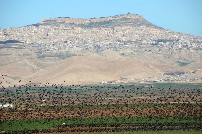Sabah saatlerinde Mardin Ovas&#8217;nda ekimi yaplan buday tarlalarna akn eden binlerce srck kuunun gkyznde ayn anda kanat rpmas izleyenleri byledi.