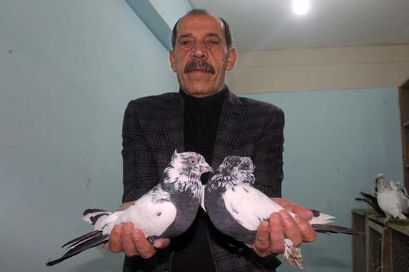 Van&#8217;n pekyolu ilesinde yaklak 50 yldr hobi olarak gvercin besleyen Eyp Demirel&#8217;in kmesinde 100 bin TL deerinde gvercin bulunuyor.
