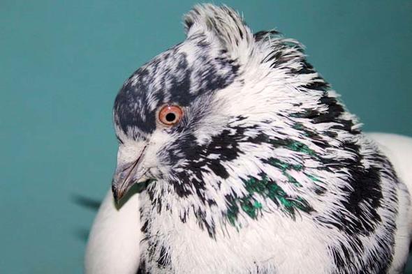 HA muhabirine konuan Eyp Demirel, Van gvercinlerinin uzun sre uu yapmalaryla bilindiklerini belirtti. Van kularnn tantmn yapmak ve bir araya getirmek amacyla i yerinin bodrum katnda oluturduu kmeste gvercin alm satm yaptn ifade eden Demirel, &#8220;Bu kahvehanede Van kularn darya tantyoruz. Van kularnn en nemli zellii, zaman olarak ok fazla havada kalmasdr. Elimdeki kularn fiyat ise 10-15 bin civardr. Kular eli olarak satyoruz ve elde edilen yavru kular tekrar satn alyoruz. Bu kularn mterileri buraya gelip ift ift alyorlar&#8221; dedi.